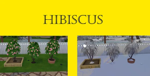 Hibiscus Harvestable